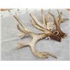Image 4 : Heavy Mass 223" Set Of Whitetail Shed Antlers