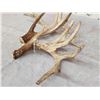 Image 5 : Heavy Mass 223" Set Of Whitetail Shed Antlers