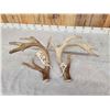 Image 6 : Heavy Mass 223" Set Of Whitetail Shed Antlers