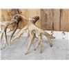 Image 7 : Heavy Mass 223" Set Of Whitetail Shed Antlers