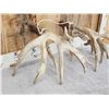 Image 8 : Heavy Mass 223" Set Of Whitetail Shed Antlers