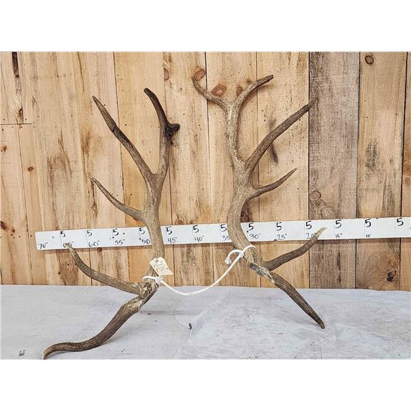 15.6 Lbs Set Of Elk Cut Off Antlers