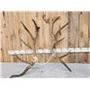 Image 1 : 15.6 Lbs Set Of Elk Cut Off Antlers