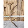 Image 2 : 15.6 Lbs Set Of Elk Cut Off Antlers