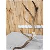 Image 3 : 15.6 Lbs Set Of Elk Cut Off Antlers