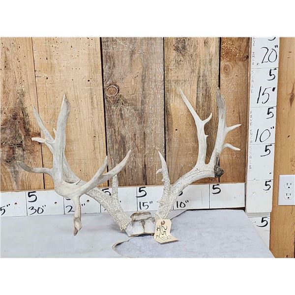 Gnarly Nontypical Whitetail Antlers On Skull Plate