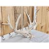 Image 2 : Gnarly Nontypical Whitetail Antlers On Skull Plate