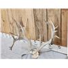 Image 3 : Gnarly Nontypical Whitetail Antlers On Skull Plate