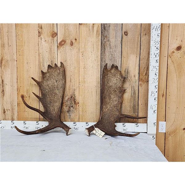 18.4 Lbs Set Of Alaskan Moose Shed Antlers