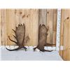 Image 1 : 18.4 Lbs Set Of Alaskan Moose Shed Antlers