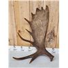 Image 3 : 18.4 Lbs Set Of Alaskan Moose Shed Antlers
