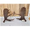 Image 4 : 18.4 Lbs Set Of Alaskan Moose Shed Antlers