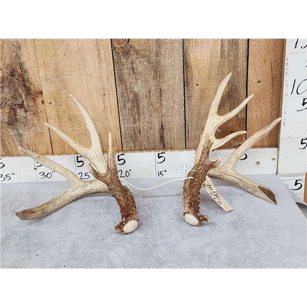 Heavy Mass 190" Set Of Whitetail Shed Antlers
