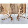 Image 1 : Heavy Mass 190" Set Of Whitetail Shed Antlers