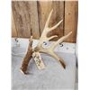 Image 2 : Heavy Mass 190" Set Of Whitetail Shed Antlers