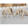 Image 4 : Heavy Mass 190" Set Of Whitetail Shed Antlers