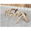 Image 5 : Heavy Mass 190" Set Of Whitetail Shed Antlers