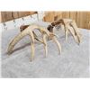 Image 6 : Heavy Mass 190" Set Of Whitetail Shed Antlers