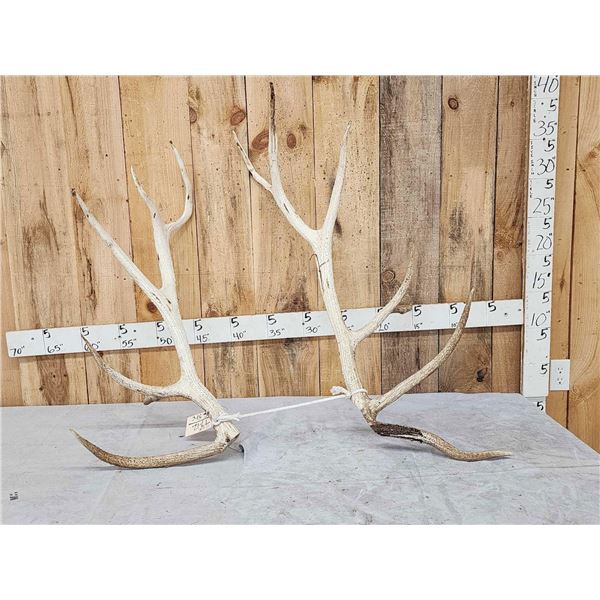 13.3 Lbs Set Of Elk Cut Off Antlers