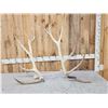 Image 1 : 13.3 Lbs Set Of Elk Cut Off Antlers