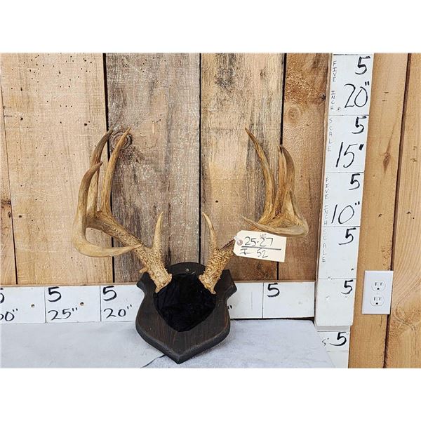 6x5 Whitetail Antlers On Plaque
