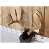 Image 3 : 6x5 Whitetail Antlers On Plaque