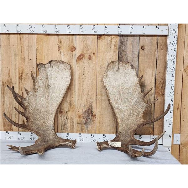 Massive 44.9 Lbs Set Of Alaskan Moose Shed Antlers