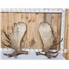 Image 1 : Massive 44.9 Lbs Set Of Alaskan Moose Shed Antlers