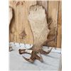 Image 2 : Massive 44.9 Lbs Set Of Alaskan Moose Shed Antlers