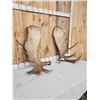 Image 3 : Massive 44.9 Lbs Set Of Alaskan Moose Shed Antlers