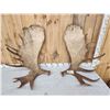 Image 4 : Massive 44.9 Lbs Set Of Alaskan Moose Shed Antlers