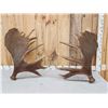 Image 5 : Massive 44.9 Lbs Set Of Alaskan Moose Shed Antlers