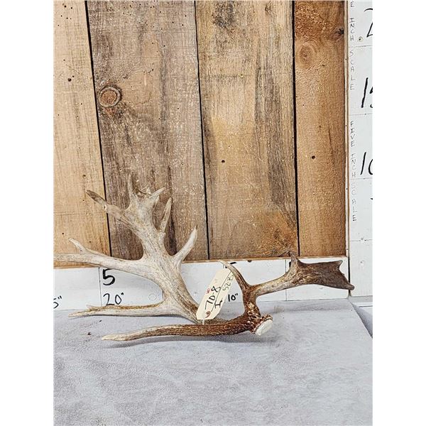 108" Whitetail Shed Antler
