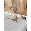 Image 2 : 108" Whitetail Shed Antler