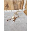 Image 6 : 108" Whitetail Shed Antler
