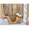 Image 1 : 5x5 Whitetail Antlers On Plaque