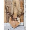 Image 1 : 4x4 Whitetail Antlers On Plaque