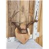 Image 3 : 4x4 Whitetail Antlers On Plaque