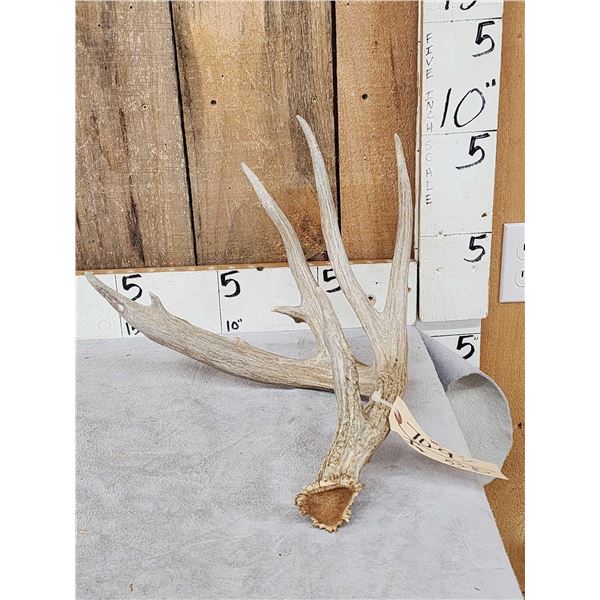 78" Wild Kansas Whitetail Shed Antler