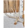 Image 1 : 78" Wild Kansas Whitetail Shed Antler