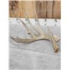 Image 2 : 78" Wild Kansas Whitetail Shed Antler