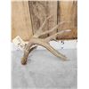 Image 3 : 78" Wild Kansas Whitetail Shed Antler