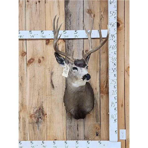 5x5 Mule Deer Shoulder Mount Taxidermy