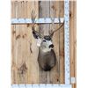 Image 1 : 5x5 Mule Deer Shoulder Mount Taxidermy