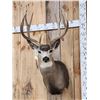 Image 2 : 5x5 Mule Deer Shoulder Mount Taxidermy