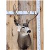Image 4 : 5x5 Mule Deer Shoulder Mount Taxidermy