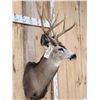 Image 5 : 5x5 Mule Deer Shoulder Mount Taxidermy