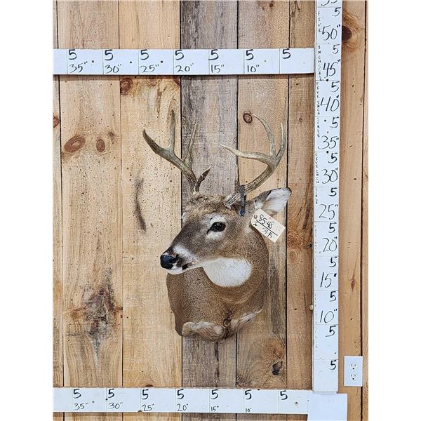 4x4 Whitetail Shoulder Mount Taxidermy