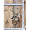 Image 1 : 4x4 Whitetail Shoulder Mount Taxidermy