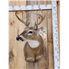 Image 2 : 4x4 Whitetail Shoulder Mount Taxidermy